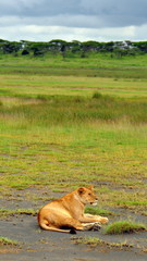 Obraz na płótnie Canvas Lioness. Serengeti National Park, Tanzania