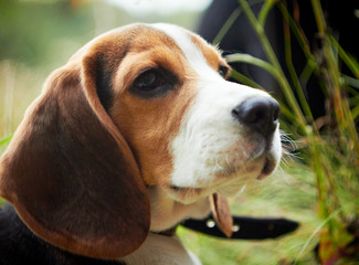 Cute beagle puppy.