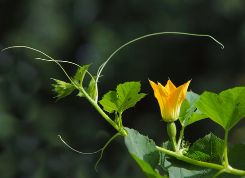 spaghetti squash Flower