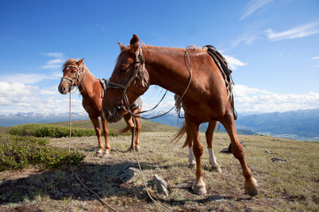 Obraz premium Two horses also tethered