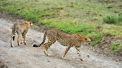 A pair of cheetahs in Serengeti National Park. Tanzania