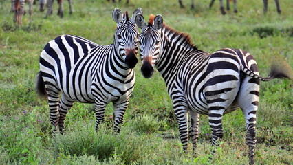 Fototapeta na wymiar Para zebry. Serengeti National Park, Tanzania