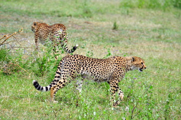 A pair of cheetahs in Serengeti National Park. Tanzania