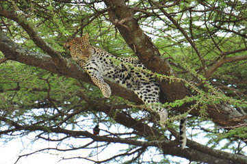Fototapeta na wymiar Leopard w drzewo. Serengeti National Park, Tanzania