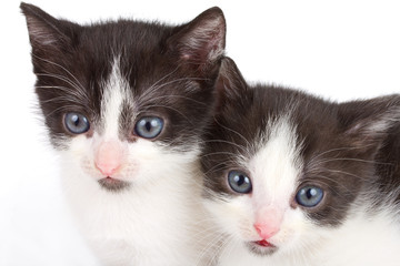 black and white kittens