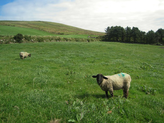 Sheep on the grass in Ireland