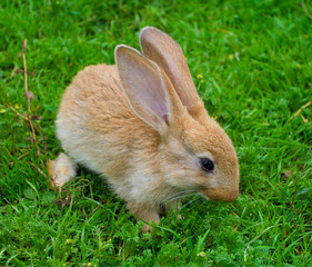 little brown bunny on grass