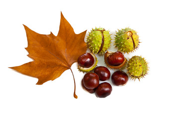 Composition of autumn chestnuts and leaves