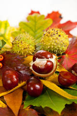Composition of autumn chestnuts and leaves