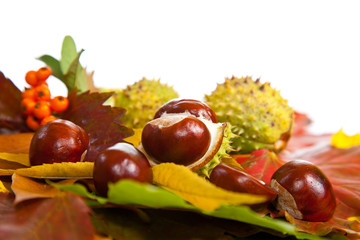 Composition of autumn chestnuts and leaves