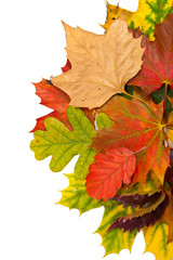 Naklejka na ściany i meble Skład kasztany i liście jesienią