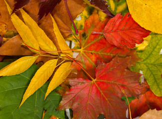 Composition of autumn chestnuts and leaves