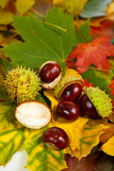 Composition of autumn chestnuts and leaves