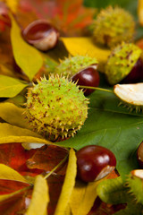 Composition of autumn chestnuts and leaves