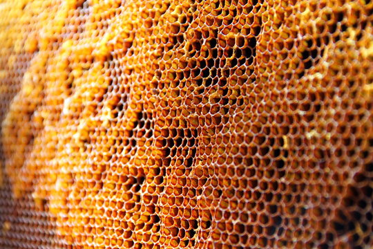 Rayons de cire d'abeille