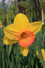 Obraz premium Daffodil