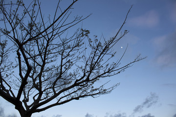 Silhouette of a tree at twilight with moon