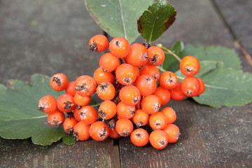 red rowanberry