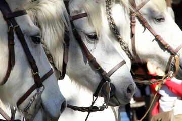 Chevaux camarguais © illustrez-vous