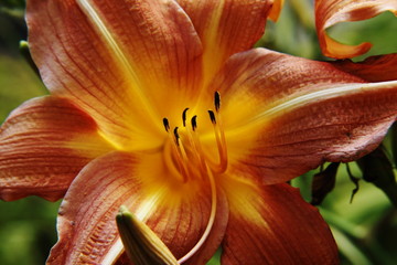 Lilie Nahaufnahme © Susann Grothgar