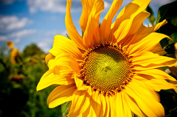 Naklejka premium sunflower on blue sky background