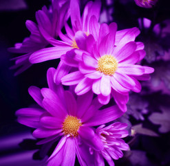 Purple flowers