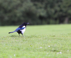 Magpie