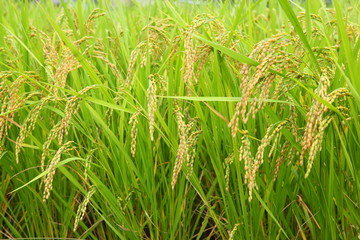 稲穂