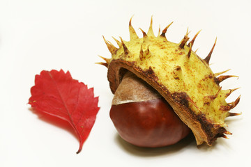 Chestnut and leaf