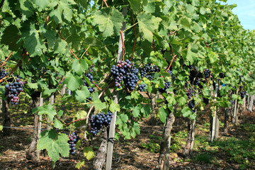 rotwein