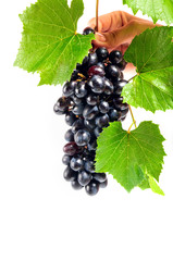 grape on white background