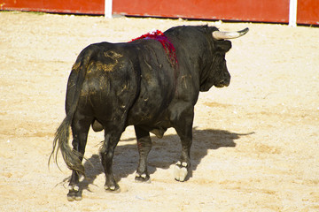 Spanish bull. Bullfight.