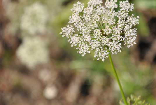 ammi visnaga