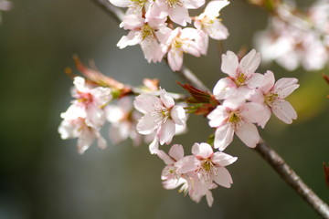 桜　cherry blossom