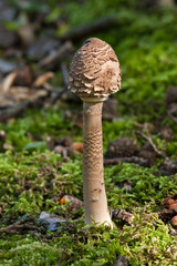 Young Parasol mushroom
