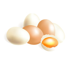 vector egg