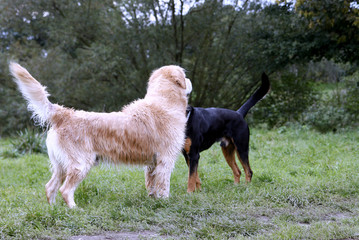 Hundebegrüßung
