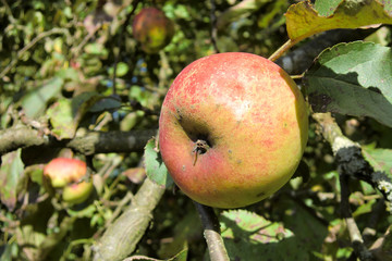 Apfel am Baum