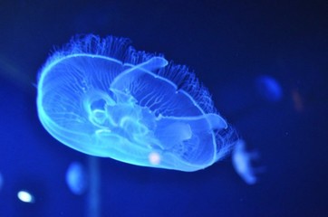 Meduza © anazamorska