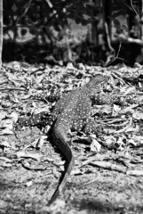 Monitor Lizard in the Whitsundays