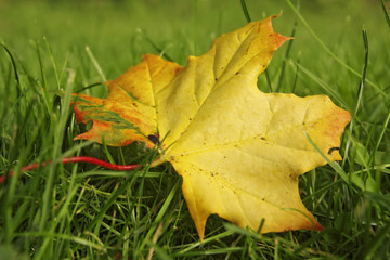 Herbstblatt in der Wiese