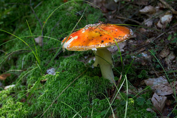 fly_agaric_2761