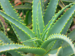 aloe vera Barbadensis
