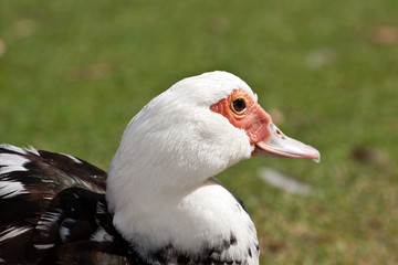 Duck close