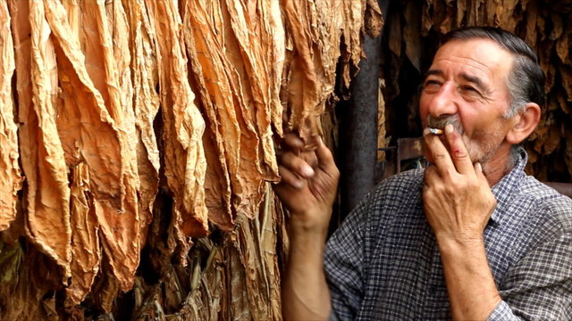 Farmer smokes a cigarette and looks dry tobacco leaf