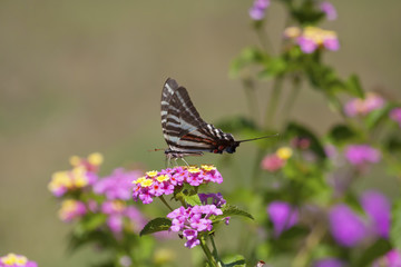 Zebra swallowtail butterfly