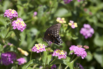 Pipevine swallowtail buterfly