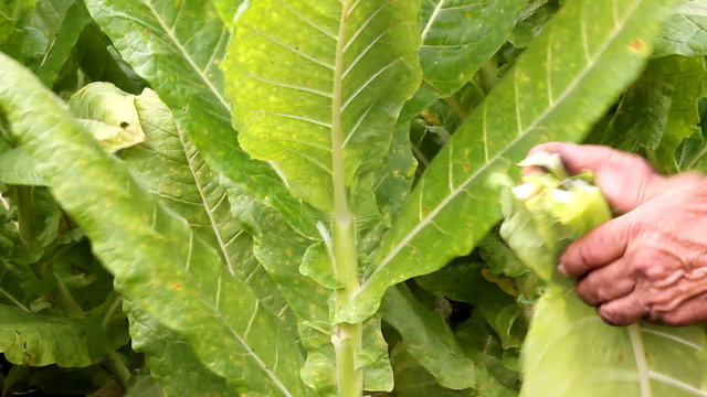 Farmers harvested tobacco in the field