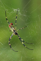 spider