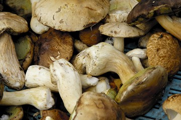 ceps
